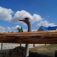 Экскурсия «В гости к страусам»